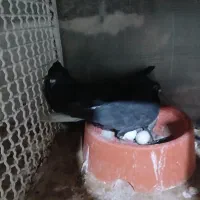 کفتر