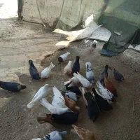 کبوتر رنگی|پرنده|سعدآباد, |دیوار