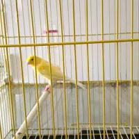 قناری خارجی