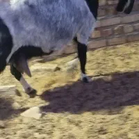 دوعددبزپاکستانی جوان درشت شیرا بادوتا نر|حیوانات مزرعه|مشهد, ملک‌آباد|دیوار