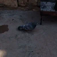 4عدد کبوتر|پرنده|مسجد سلیمان, |دیوار