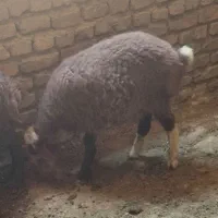 بره نر سبک