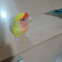 جفت طوطی برزیلی نرو ماده بازیگوش دستی|پرنده|رشت, آب و برق|دیوار