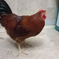 خروس گلپایگانی|حیوانات مزرعه|تهران, کوثر|دیوار