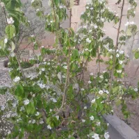 خونه ویلایی با باغچه اختصاصی