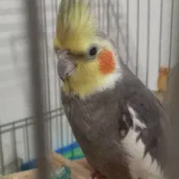 جفت عروس هلندی|پرنده|نجف‌آباد, شیخ آباد|دیوار