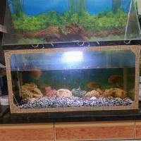 فروش یک عدد آکواریوم شیشه ای سالم