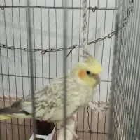 فروش عروس هلندی یک ساله