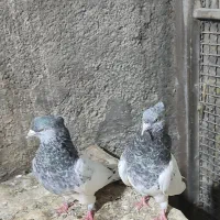 کبوتر|پرنده|آزادشهر, |دیوار