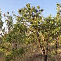 باغ مهردشت