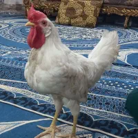 خروس کارخونه ای یهک تومن