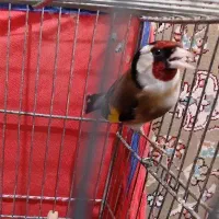 سهره دوساله معاوضه