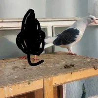 کفتر گمشده جوجه پر ننداخته