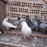 آلمانی