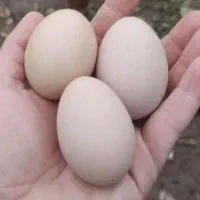 تخم مرغ نطفه دار