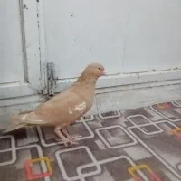 کفتر|پرنده|مهریز, |دیوار