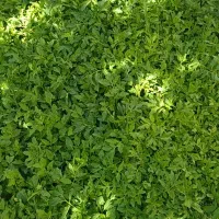 شتیل گوجه نصف قیمت