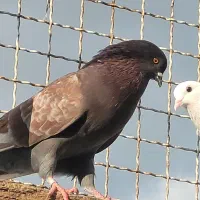 فروش کبوترهای  پروازی