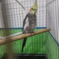 عروس هلندی سینامون