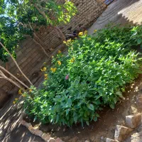 منزل-فروشی