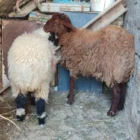 بره نر و ماده