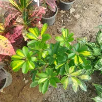 گل های آپارتمانی مناسب هدیه روز مادر|گل و گیاه طبیعی|مرودشت, محمد آباد|دیوار