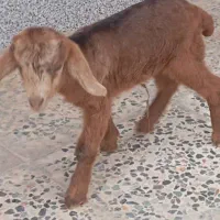 کهره شیری|حیوانات مزرعه|مرودشت, محمد آباد|دیوار