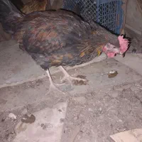 فروش|حیوانات مزرعه|اردکان, |دیوار