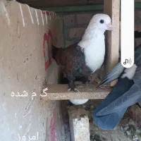 گفتر گم شده