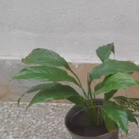 گل و گیاه، انواع گل فقط ۵۵ تومن،مارانتا،برگ انجیری|گل و گیاه طبیعی|رشت, رشتیان|دیوار