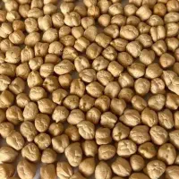 ۲۰۰ کیلو نخود بهاره ‌پزا