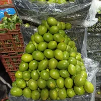 تهیه و فرنگی و تره بار تازه|خوردنی و آشامیدنی|تهران, میدان میوه و تره‌بار مرکزی|دیوار