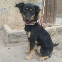 سگ خونگی فانتزی