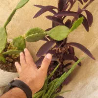 گل یوکا. معاوضه با پرنده|گل و گیاه طبیعی|تهران, شهرک فردوس (حسینی)|دیوار