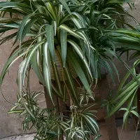 گلدان های گندمی|گل و گیاه طبیعی|تهران, دربند|دیوار