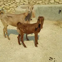 بز و کهره|حیوانات مزرعه|اهرم, |دیوار