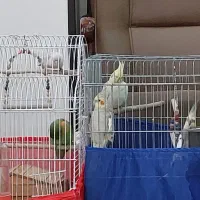 عروس هلندی و طوطی برزیلی