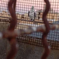 کفتر|پرنده|قم, علی آباد|دیوار