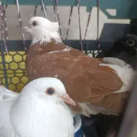 چهار عدد کبوتر