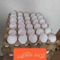 پخش تخم مرغ زرده طلایی مستقیم از مرغداری|خوردنی و آشامیدنی|رشت, کوی بیانی|دیوار