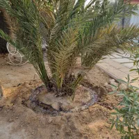 دمیت حاج باقری