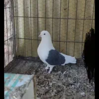 کفتر روکتی و سفید|پرنده|خمینی‌شهر, |دیوار