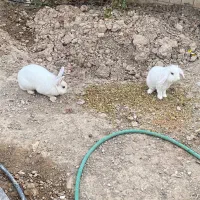 خرگوش جفت