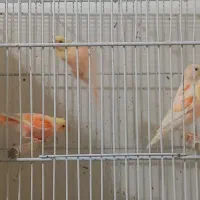 ۲۰۰ عدد|پرنده|مشهد, پنجتن|دیوار