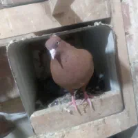 کبوتر سرخ دمسفید
