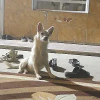 سگ اشتپیز روباهی
