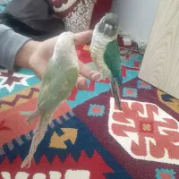 گرینچیک نروماده