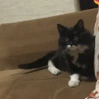 واگذاری‌گربه‌پرشین