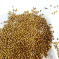 بزرگترین فرشگاه بذریونجه پایه بلند گرمسیری باضمانت