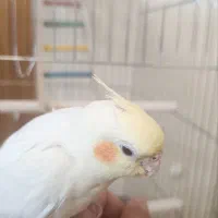 لوتینو نر کاملا دستی نژاد سخنگو